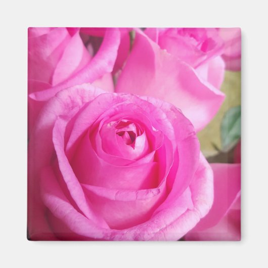 Vibrant roze rozen magneet (Voorkant)