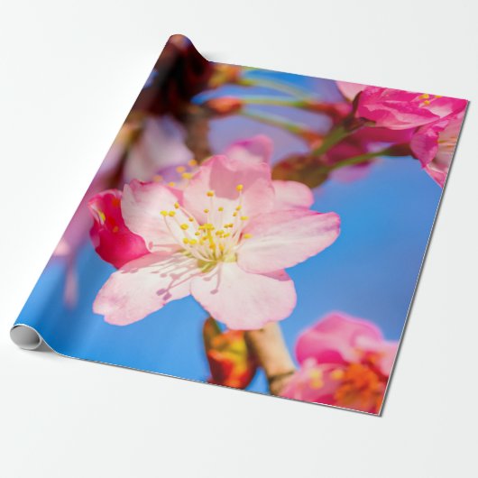 Vibrant roze Sakura bloesems en Clear Blue Sky Cadeaupapier (Uitgerold)
