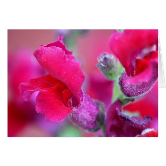 Vibrant roze Snapdragons (Voorkant Horizontaal)