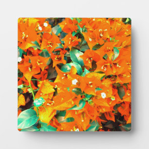 Vibrant Sinaasappel Bougainvillea Flowers Fotoplaat
