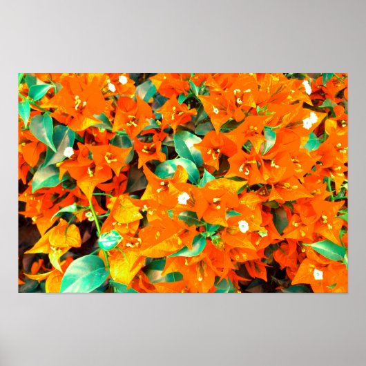 Vibrant Sinaasappel Bougainvillea Flowers Poster (Voorkant)
