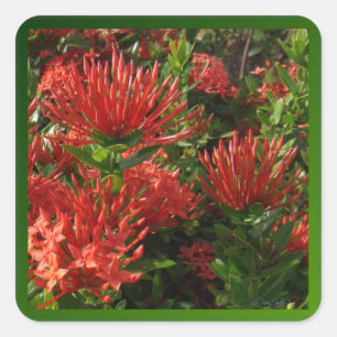 Vibrant Sinaasappel Firebush Plant Vierkante Sticker