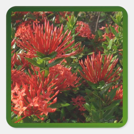 Vibrant Sinaasappel Firebush Plant Vierkante Sticker (Voorkant)