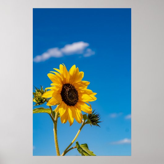 Vibrant Sunflower Bloom Poster (Voorkant)