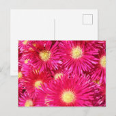 Vibrant trailing ice plant briefkaart (Voorkant / Achterkant)