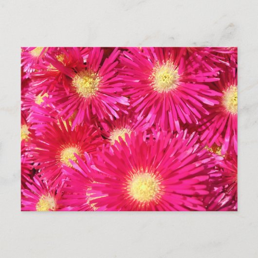 Vibrant trailing ice plant briefkaart (Voorkant)