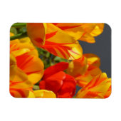 Vibrant Yellow and Red Tulips Garden Photo Magnet Magneet (Horizontaal)