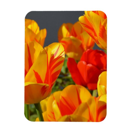Vibrant Yellow and Red Tulips Garden Photo Magnet Magneet (Verticaal)