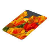 Vibrant Yellow and Red Tulips Garden Photo Magnet Magneet (Linkerzijde)