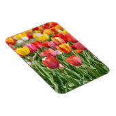 Vibrant Yellow and Red Tulips Garden Photo Magnet Magneet (Rechterzijde)
