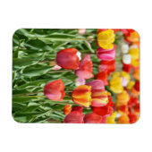 Vibrant Yellow and Red Tulips Garden Photo Magnet Magneet (Horizontaal)