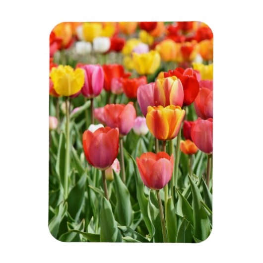 Vibrant Yellow and Red Tulips Garden Photo Magnet Magneet (Verticaal)