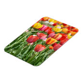 Vibrant Yellow and Red Tulips Garden Photo Magnet Magneet (Linkerzijde)