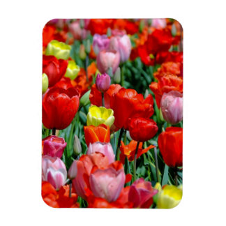 Vibrant Yellow and Red Tulips Garden Photo Magnet Magneet
