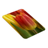 Vibrant Yellow and Red Tulips Garden Photo Magnet Magneet (Rechterzijde)