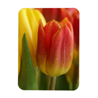 Vibrant Yellow and Red Tulips Garden Photo Magnet Magneet