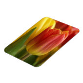 Vibrant Yellow and Red Tulips Garden Photo Magnet Magneet (Linkerzijde)