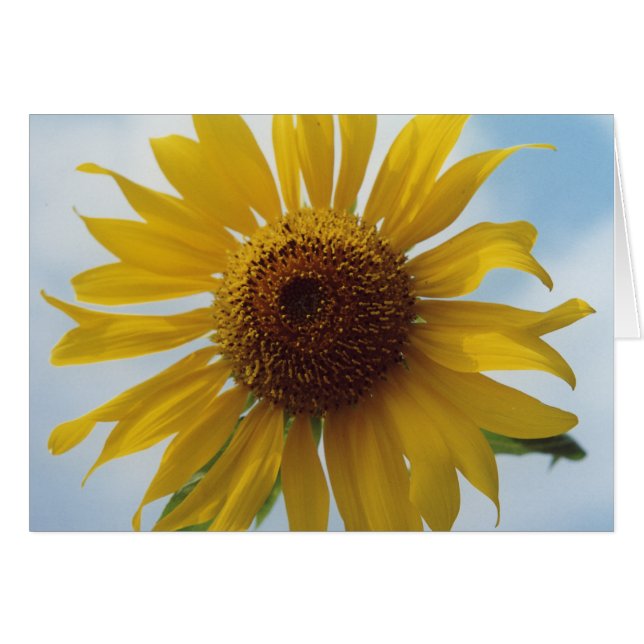 Vibrant Yellow Sunflower Flowers in Blue Sky (Voorkant Horizontaal)