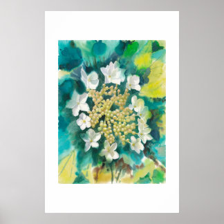 Viburnum Bloemen Poster