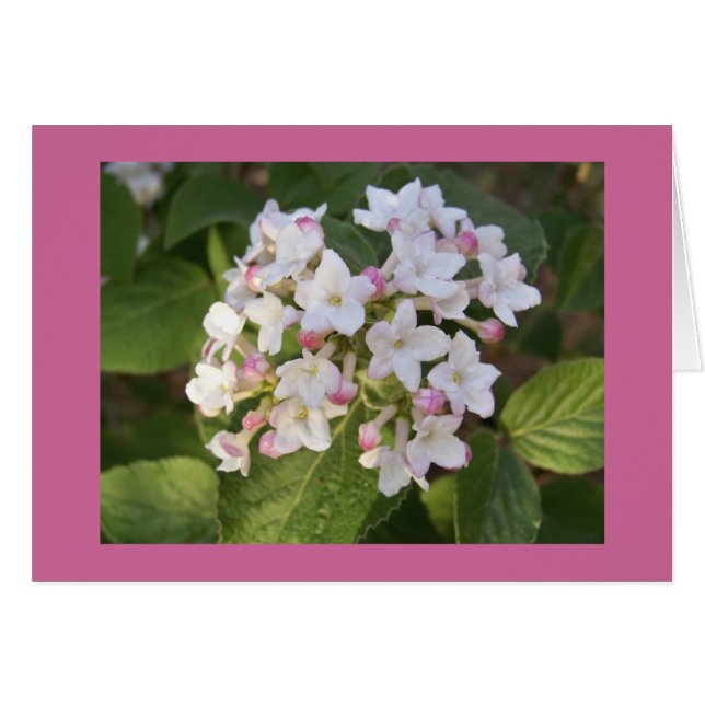 Viburnum blossom (Voorkant Horizontaal)