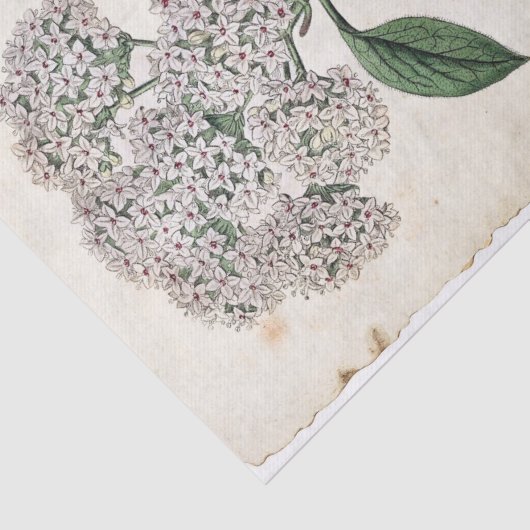 Viburnum Botanical Gold Dragonfly White Flower Tissuepapier (Detail)