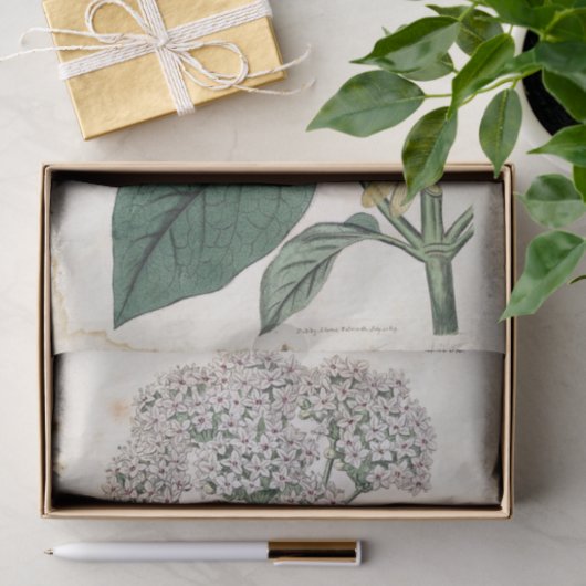 Viburnum Botanical Gold Dragonfly White Flower Tissuepapier (Geschenk)