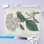 Viburnum Botanical Gold Dragonfly White Flower Tissuepapier (Craft)