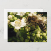 Viburnum Briefkaart (Voorkant / Achterkant)