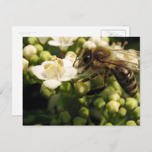 Viburnum Briefkaart (Voorkant / Achterkant)