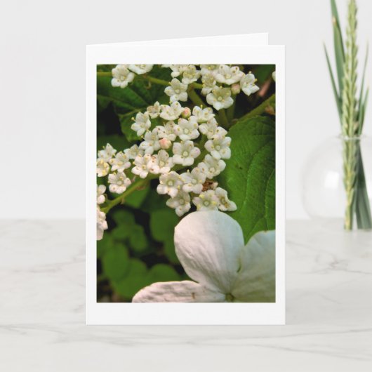 Viburnum langs de Sterling Pond Trail Bedankkaart (Voorkant)