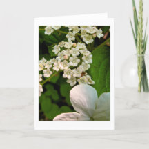 Viburnum langs de Sterling Pond Trail