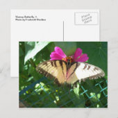 Viceroy Butterfly, 1 Briefkaart (Voorkant / Achterkant)