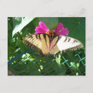 Viceroy Butterfly, 1 Briefkaart