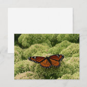 Viceroy Butterfly Beauful Natuur Fotografie (Voorkant / Achterkant)