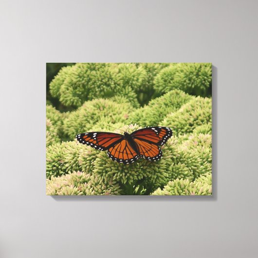 Viceroy Butterfly Beauful Natuur Fotografie Canvas Afdruk (Voorkant)