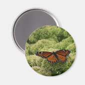 Viceroy Butterfly Beauful Natuur Fotografie Magneet (Voorkant / Achterkant)