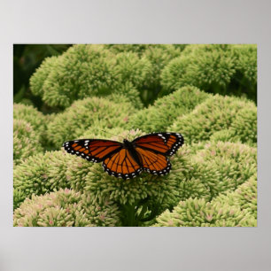 Viceroy Butterfly Beauful Natuur Fotografie Poster