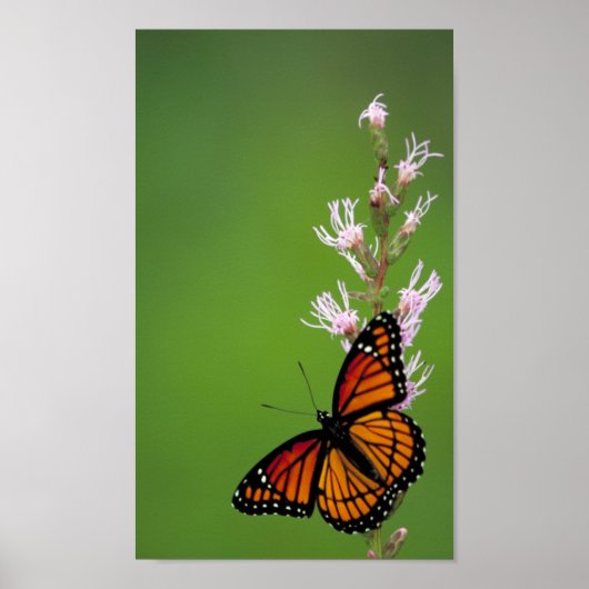 Viceroy Butterfly Poster (Voorkant)