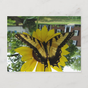 Viceroy Butterlfy Briefkaart