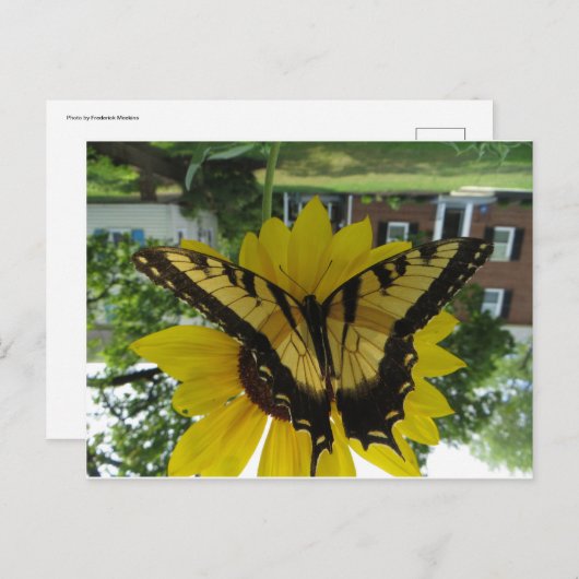 Viceroy Butterlfy Briefkaart (Voorkant / Achterkant)