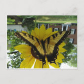 Viceroy Butterlfy Briefkaart (Voorkant)