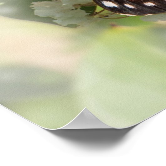 Viceroy op White Flowers Poster (Hoek)