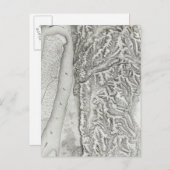 Vicksburg, Missouri Briefkaart (Voorkant / Achterkant)