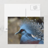 Victoria Crowned Pigeon Briefkaart (Voorkant / Achterkant)