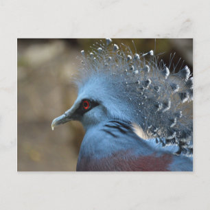 Victoria Crowned Pigeon Briefkaart