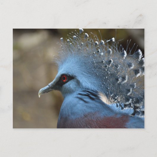 Victoria Crowned Pigeon Briefkaart (Voorkant)