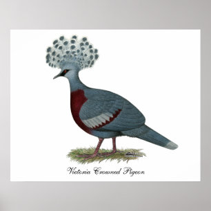 Victoria Crowned Pigeon Poster
