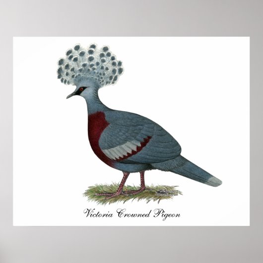 Victoria Crowned Pigeon Poster (Voorkant)