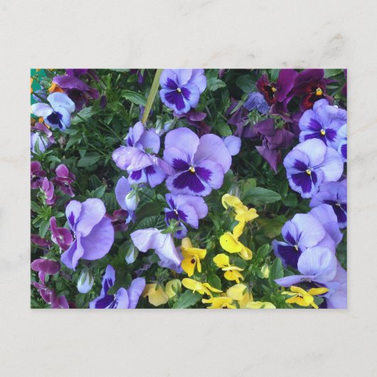 Victoria Flowers Briefkaart (Voorkant)