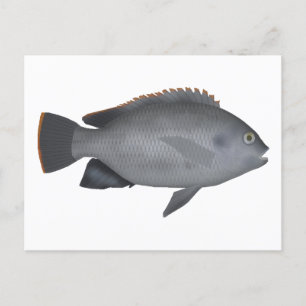 Victoria Tilapia Briefkaart